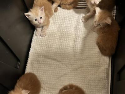 7 Red Boys - Maine Coon - Gallery Photo #1