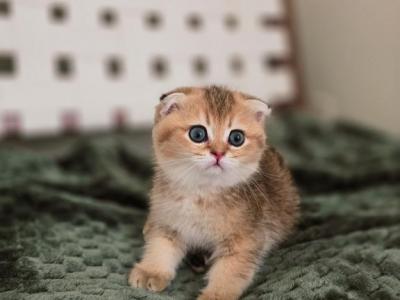 Coco - Scottish Fold - Gallery Photo #1