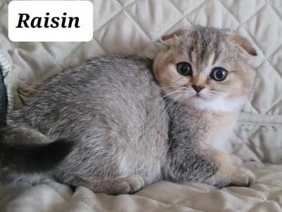 Raisin - Scottish Fold - Gallery Photo #1