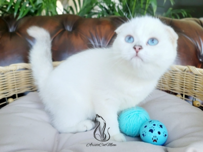 Diego - Scottish Fold - Gallery Photo #1