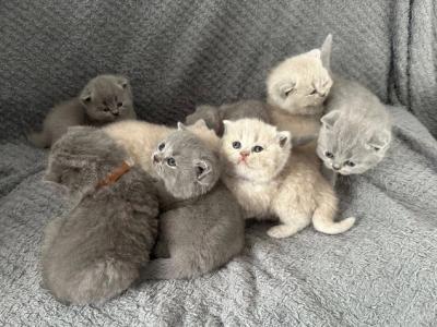 RICKY AND ROSE - British Shorthair - Gallery Photo #1