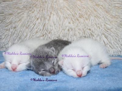 Russian Blue & White Kittens - Russian Blue - Gallery Photo #1