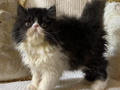 Maggie - Persian - Gallery Photo #1