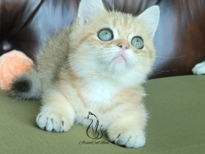 Gregory - British Shorthair - Gallery Photo #1