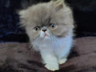 Blue And White Persian Male - Persian - Gallery Photo #1