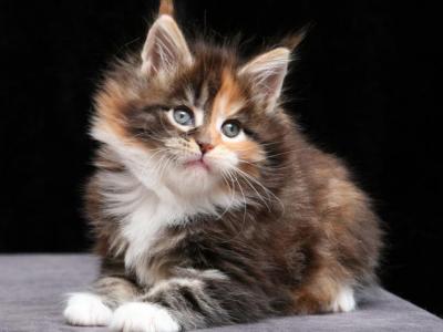 Lilia - Maine Coon - Gallery Photo #1