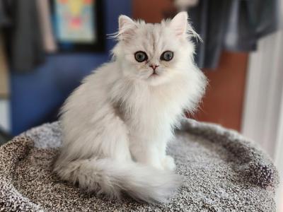 Cupcake - Persian - Gallery Photo #1