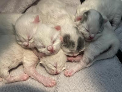 Litter Two - Scottish Fold - Gallery Photo #1