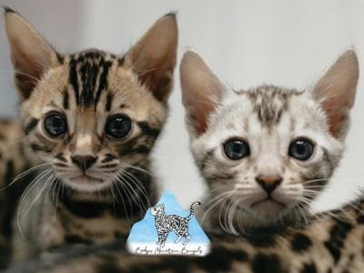 Anna's Kittens - Bengal - Gallery Photo #1