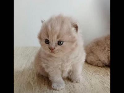 LUXURY PURE BREED BRITISH SHORTHAIT KITTENS - British Shorthair - Gallery Photo #1