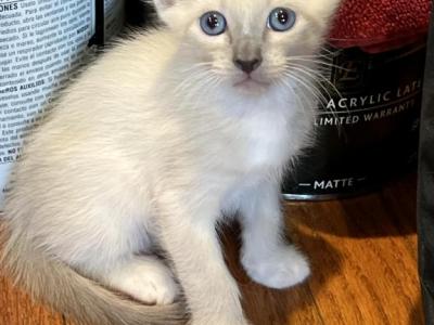 Ivy And Evil's Kittens - Siamese - Gallery Photo #1