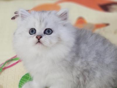 MAX - Persian - Gallery Photo #1