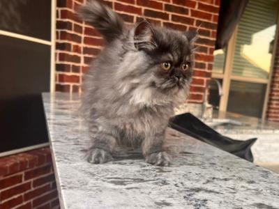 Lola - Persian - Gallery Photo #1