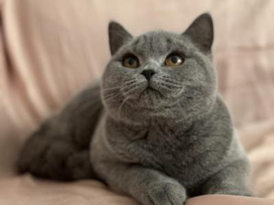 Iris - British Shorthair - Gallery Photo #1