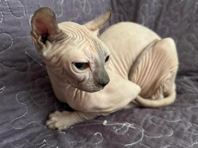 Marcy - Sphynx - Gallery Photo #1