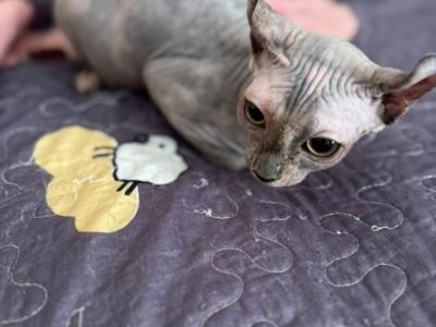 Sofiya - Sphynx - Gallery Photo #1