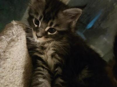 Mynx Litter 24 - Maine Coon - Gallery Photo #1