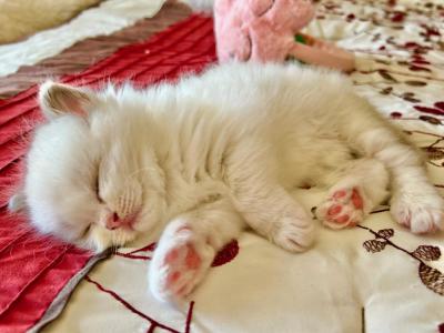 Elizabeth - Ragdoll - Gallery Photo #1