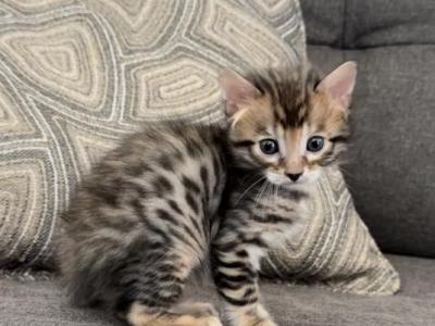 Cashmere Male - Bengal - Gallery Photo #1