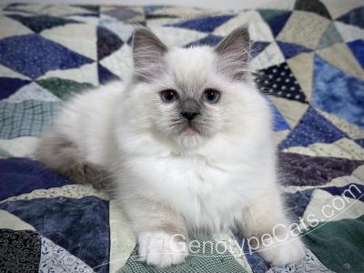 Altheda - Ragdoll - Gallery Photo #1