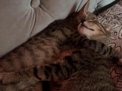 Night - American Shorthair - Gallery Photo #1