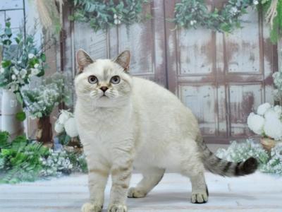 Deizi - British Shorthair - Gallery Photo #1