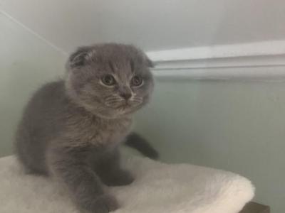 MiniArchik - Scottish Fold - Gallery Photo #1