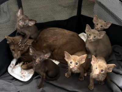 Oriental Shorthair Litter A - Oriental - Gallery Photo #1