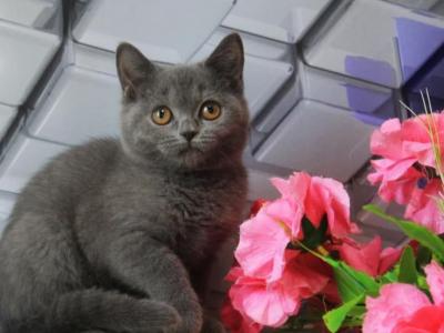 Omeliya - British Shorthair - Gallery Photo #1