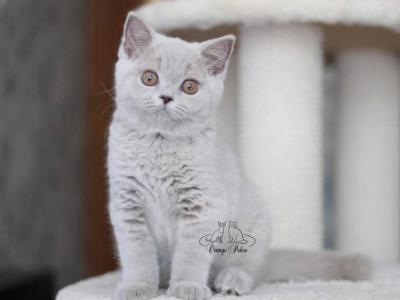 Wbloom - British Shorthair - Gallery Photo #1