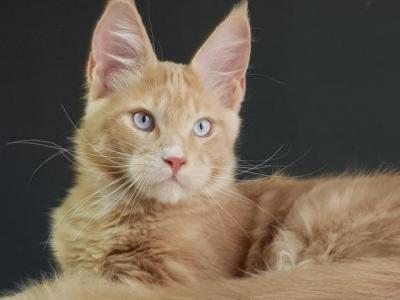 Charles Blue Eyes - Maine Coon - Gallery Photo #1