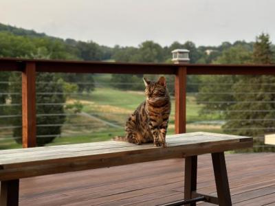 Hazel - Bengal - Gallery Photo #1