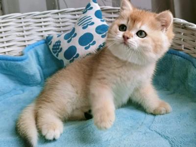 Natan British - British Shorthair - Gallery Photo #1