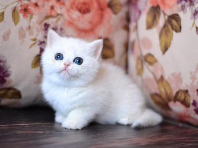 Naomi British - British Shorthair - Gallery Photo #1