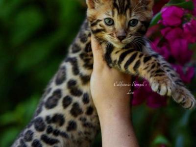 Leo - Bengal - Gallery Photo #1