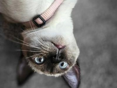 Frenchie - Siamese - Gallery Photo #1