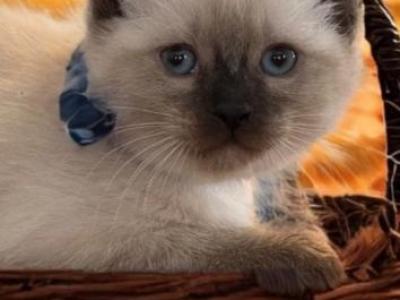 Babies - Siamese - Gallery Photo #1