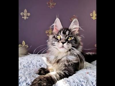 Katrina - Maine Coon - Gallery Photo #1