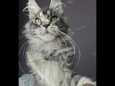 Katrina - Maine Coon - Gallery Photo #1