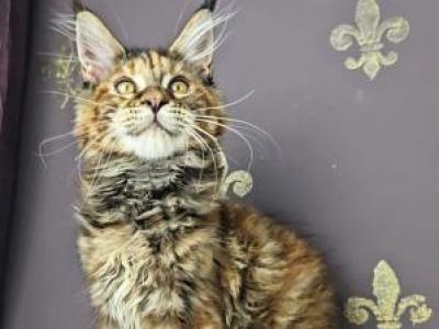 JadeA - Maine Coon - Gallery Photo #1