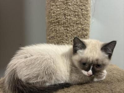 Snowshoe Kitten - Snowshoe - Gallery Photo #1