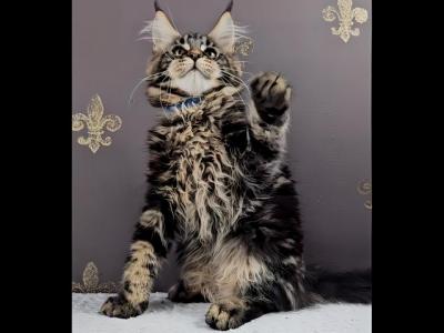 Felix - Maine Coon - Gallery Photo #1