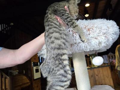 Bobtail - American Bobtail - Gallery Photo #1