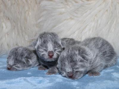 Russian Blue Christmas Kittens - Russian Blue - Gallery Photo #1