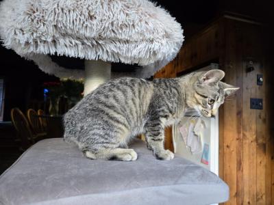 Bobtail Kittens Very Friendly Cats - American Bobtail - Gallery Photo #1