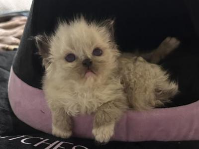 Seal Mitted Ragdoll - Ragdoll - Gallery Photo #1