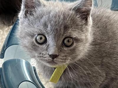 Brabus - British Shorthair - Gallery Photo #1