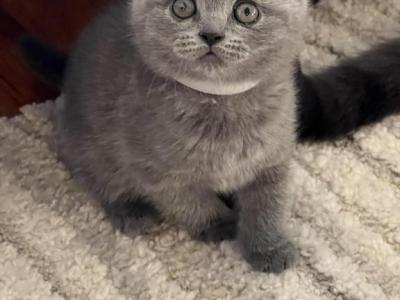 Bruno - British Shorthair - Gallery Photo #1