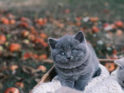 Chloe - British Shorthair - Gallery Photo #1