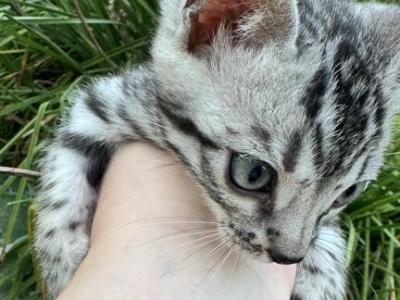 RUFFLE - Bengal - Gallery Photo #1